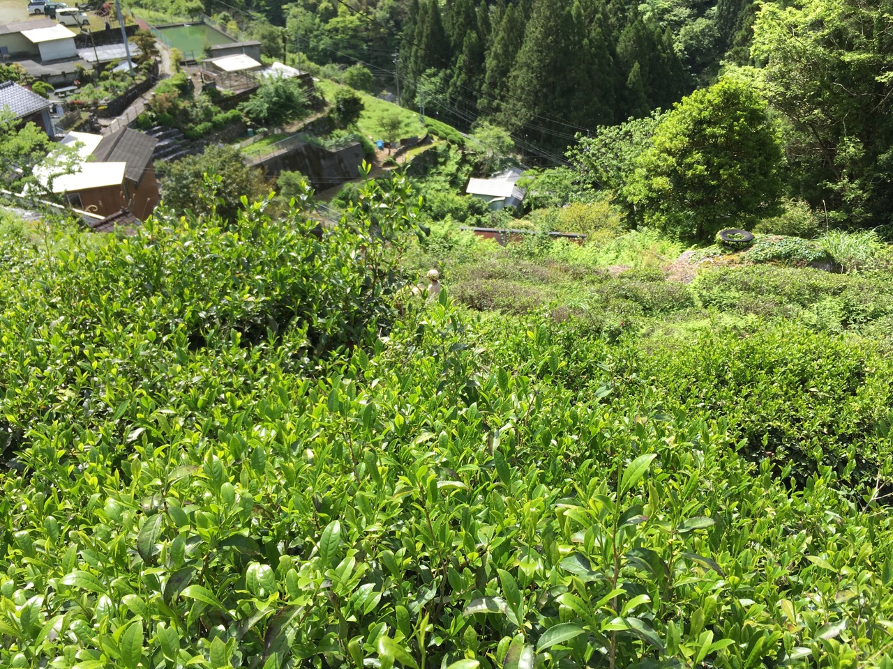 ひまわりはどうやって回転するの?研究者らはこの動きは太陽とは無関係であることを発見した